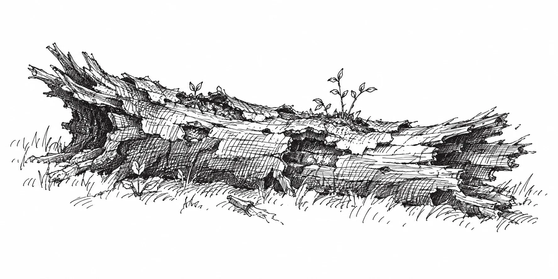 Field sketch of a decaying trunk with remaining bark and broken wood.